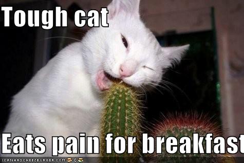 funny-pictures-cat-eats-pain-for-breakfast.jpg